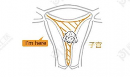 漫画子宫,孕育生命的神秘殿堂